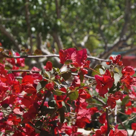 Les Jardins De Santa Giulia - Charmante D'hôte 2* Porto-Vecchio (Corsica)