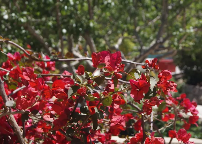 Les Jardins De Santa Giulia - Charmante Dhte 3* Porto-Vecchio (Corsica)